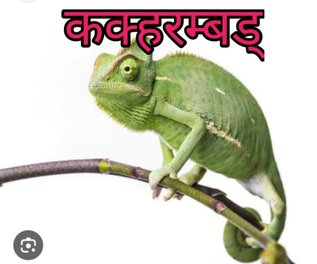 Kakarambad chi jang donda