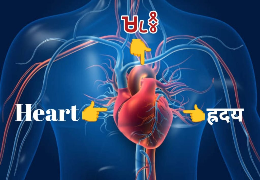 Ho Bhasha mein Surr Heart ka dhatuvyutpati aur vaigyanik vyakhya