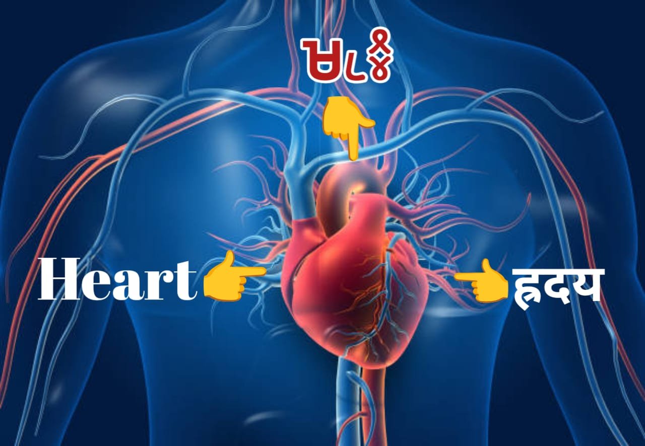 Ho Bhasha mein Surr Heart ka dhatuvyutpati aur vaigyanik vyakhya