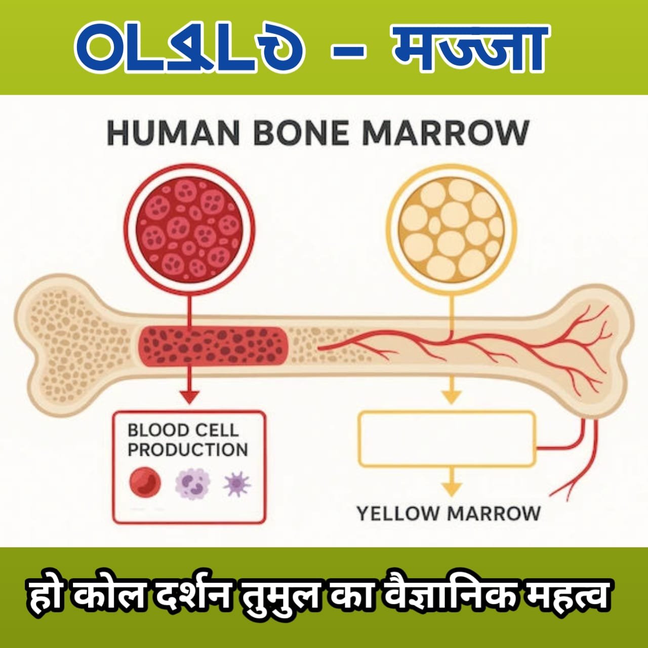 Tumul Majja ka vyootpati aur vaigyanik vyakhya