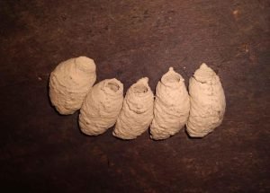 kunkal natural engineer hai, kol vansh